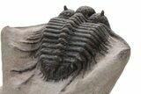 Spiny Cyphaspides Trilobite - Jorf, Morocco #225839-4